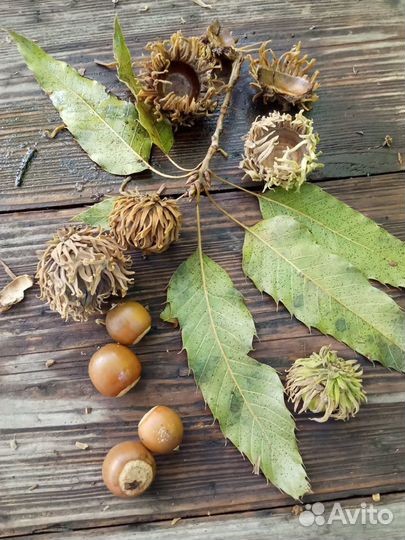 Дуб изменчивый/пробковый /сеянцы/саженцы/опт