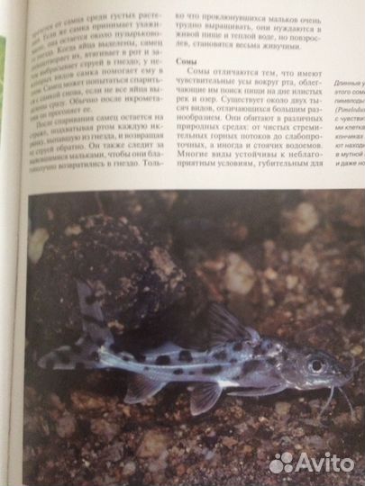 Книга «Аквариумные рыбки»