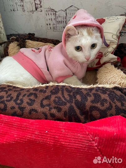 Кошечка чародейка