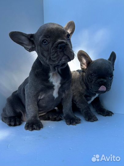 Французский бульдог голубой