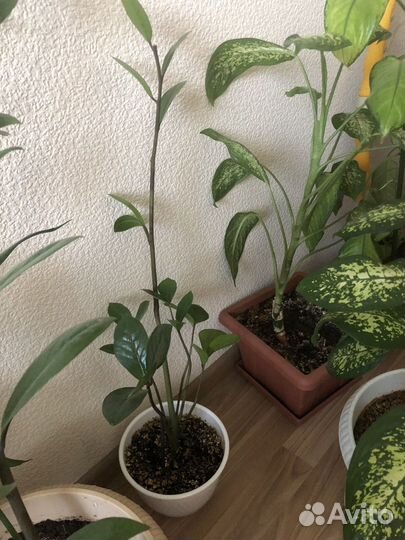 Замиокулькас и кротон