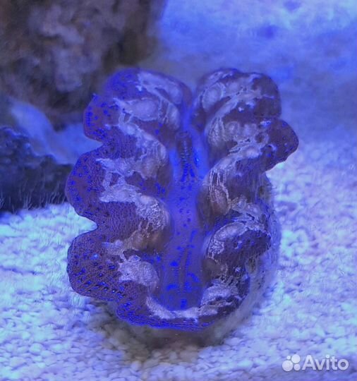 Оформление, обслуживание аквариумов