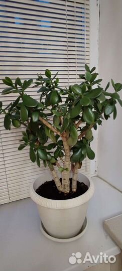 Толстянка Денежное дерево