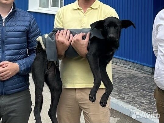 Собака в добрые руки щенок