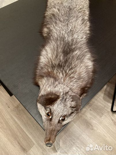 Горжетка из чернобурки