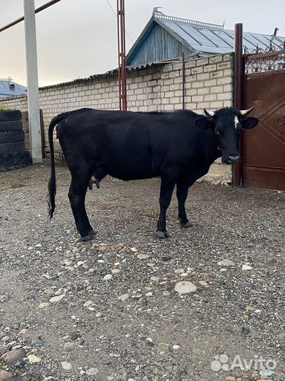 Корова дойная