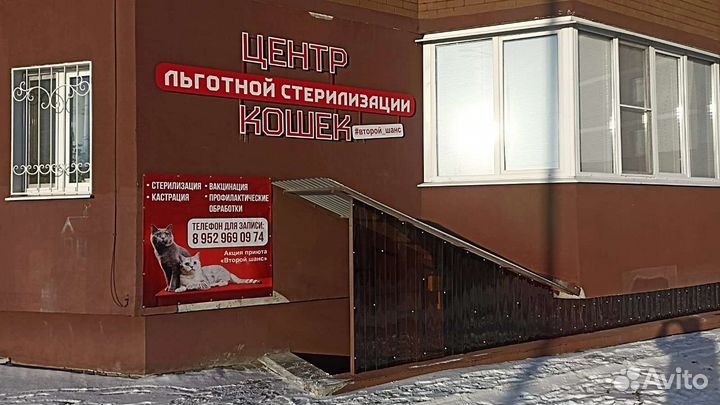 Стерилизация животных