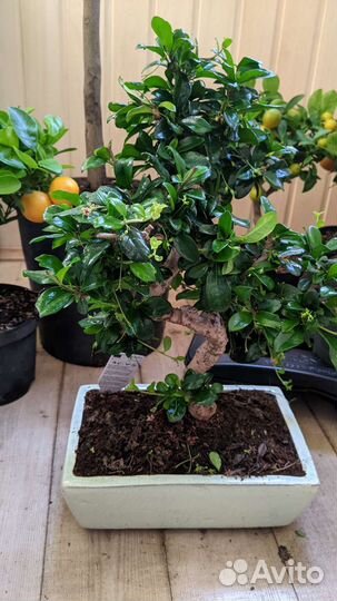 Дерево бонсай Кармона цветущии