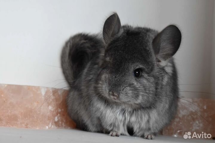 Шиншилла девочка