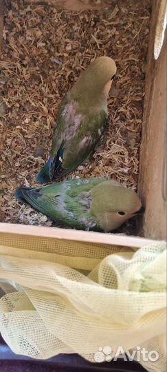 Попугай неразлучник птенцы