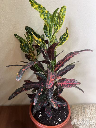 Комнатные цветы