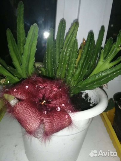 Кактус отростки