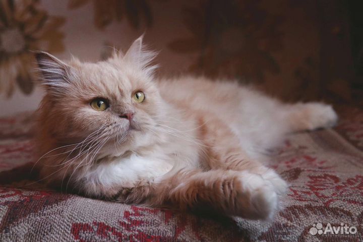 Персидская кошка