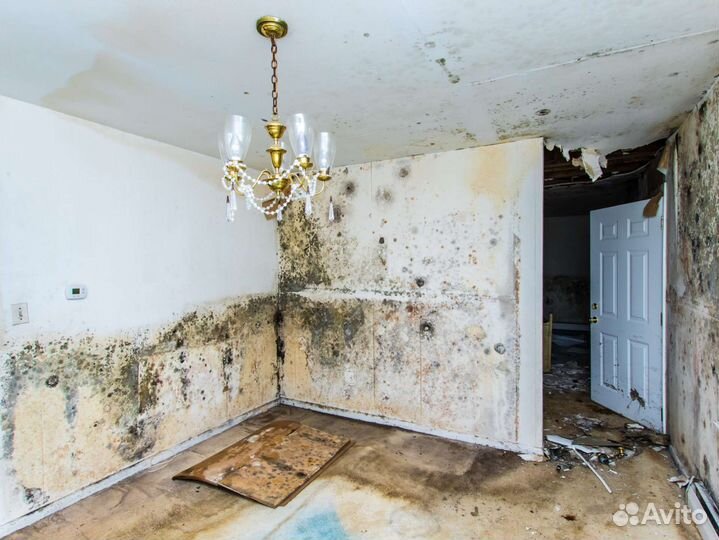 Уничтожение плесени и неприятных запахов