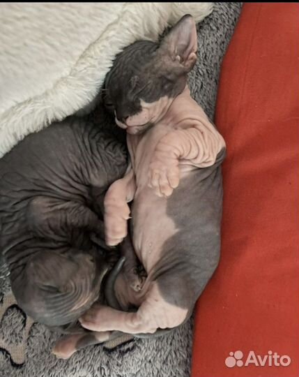 Канадский сфинкс