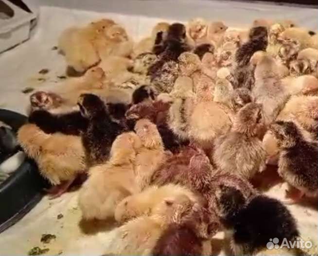 Перепелята суточные