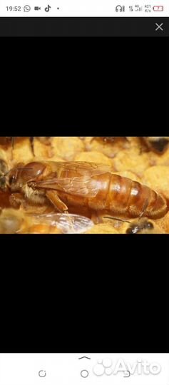 Пчеломатки 2024