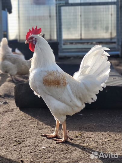 Молодые петухи