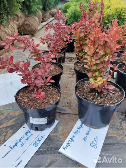 Ель Сосна горн. Можжевельник Tуя шаровидная конус