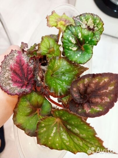 Бегония набор, 5 штук