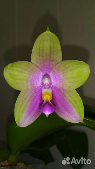 Орхидея Meidarland Kaiulani цветет