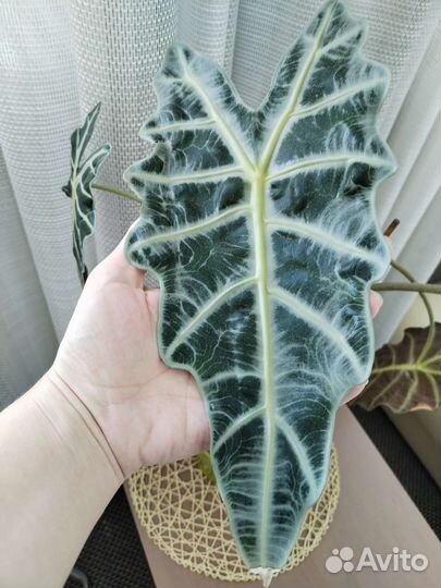 Алоказия Полли взрослая обмен