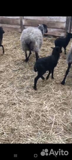 Ягнята, овцы, бараны романовские чистокровные