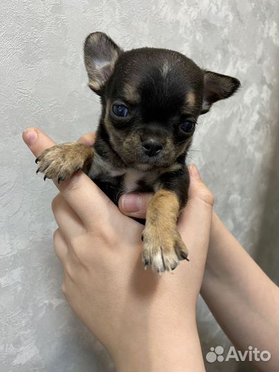 Щенки чихуахуа