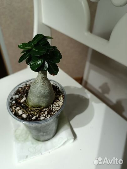 Адениум мини