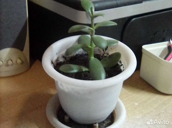 Комнатные растения