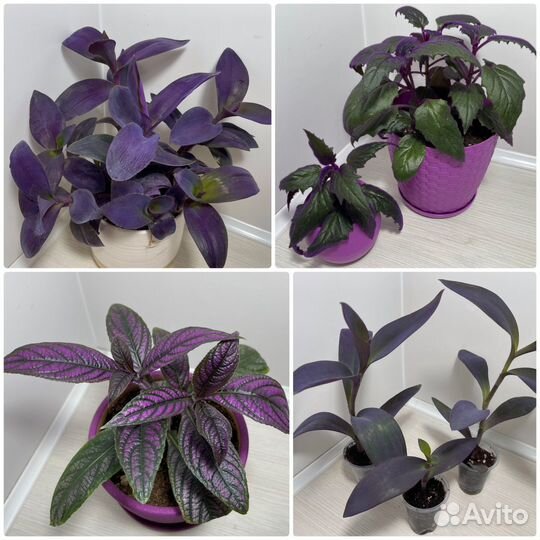 Комнатные растения цветы. Фиолетовые
