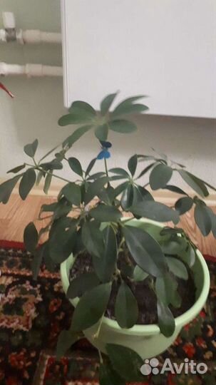 Домашние цветы