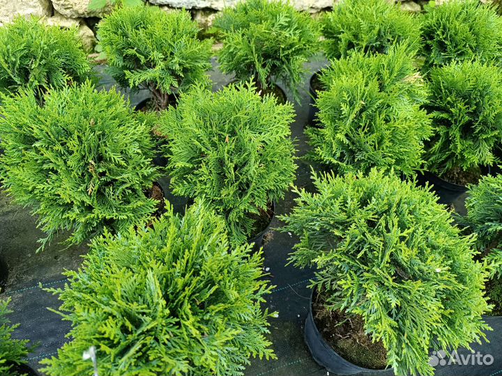 Туя шаровидная 'Даника'