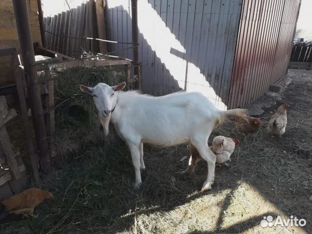 Продается коза
