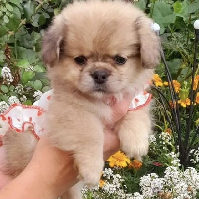 Пекинес, щенок