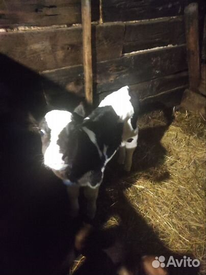 Бычок и телочки