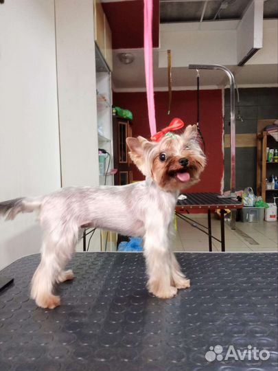 Стрижка собак