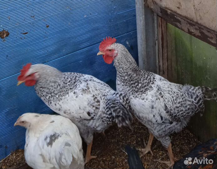 Петухи молодые