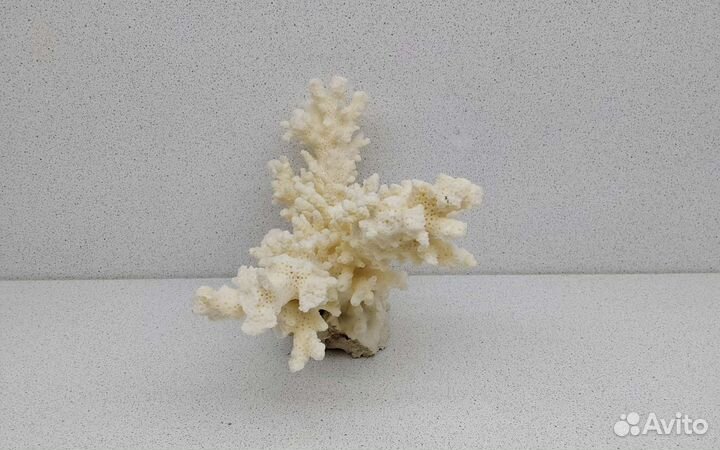 Коралл 11,1*15,7 морской сувенир подарок