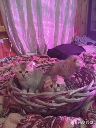 Британцы, котики