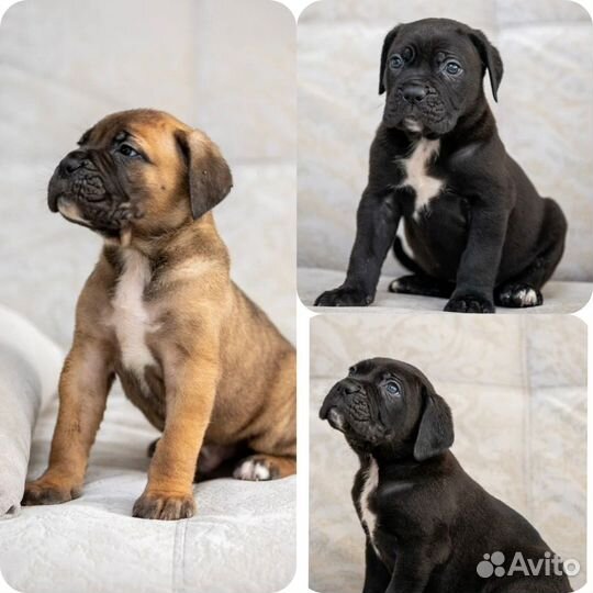 Открыт для вязок