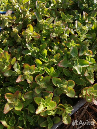 Почвопокровные растения