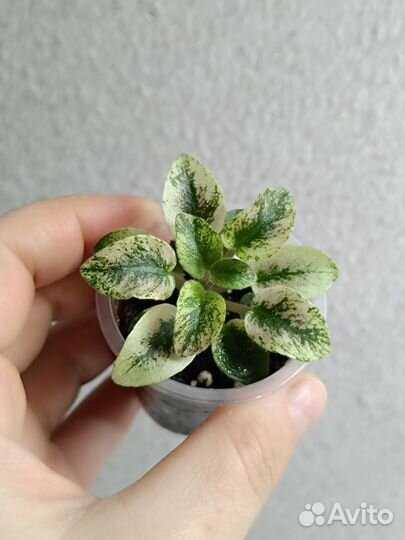 Детки сортовых фиалок