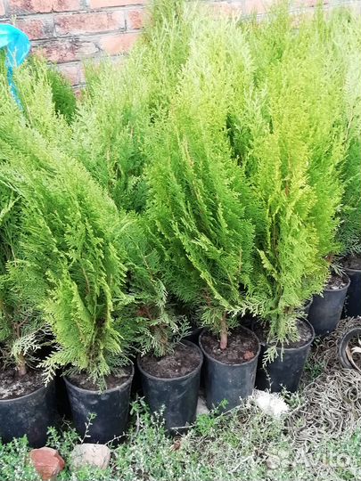 Саженцы туи