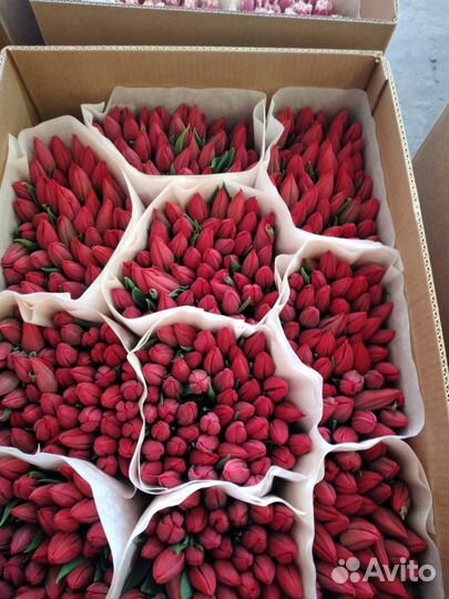 Тюльпаны к 8 марта