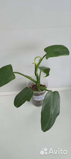 Филодендроны