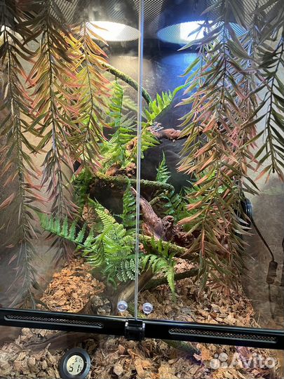 Йеменский хамелеон с террариумом