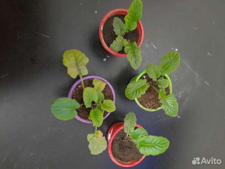 Комнатные цветы