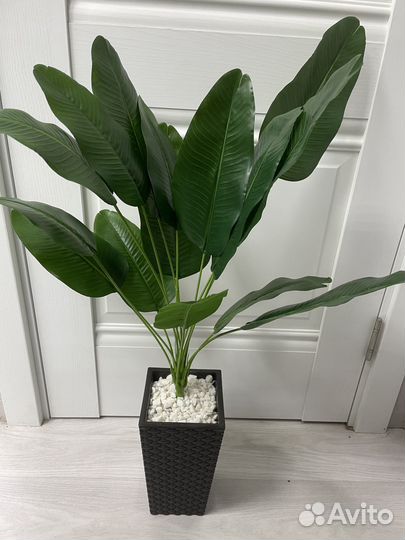 Банановая пальма