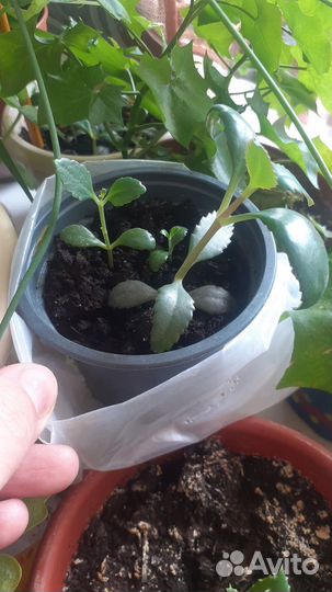 Комнатные растения цветы